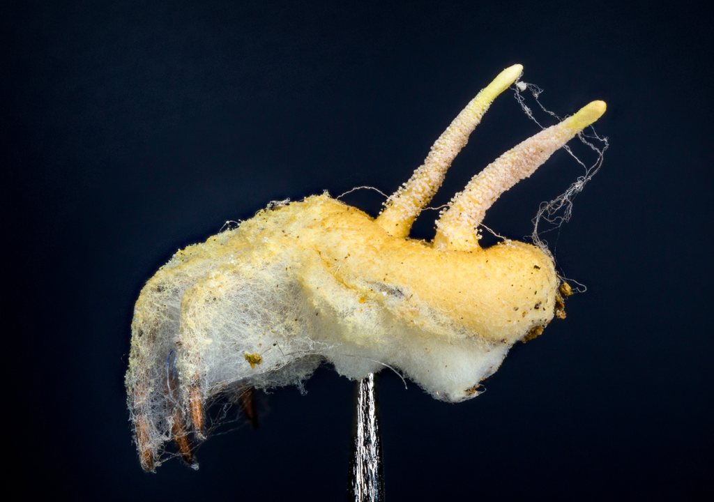 Esta aranha não usa teias, caça no ar e imita um fungo mortal para que ninguém a queira comer.