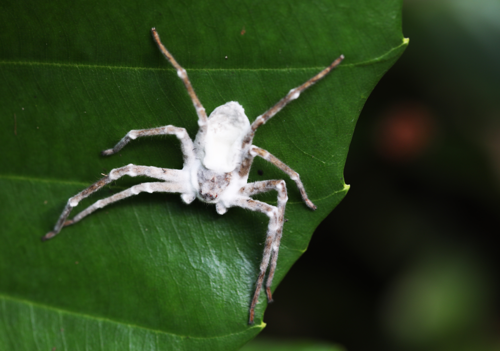 Aranha zombie coberta por fungo entomopatogénico (neste caso parasitário).