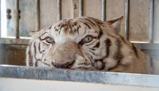 O emotivo resgate de Sona, o &uacute;ltimo tigre de circo de Portugal: inicia agora a sua recupera&ccedil;&atilde;o em Espanha