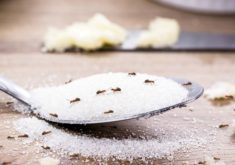 O erro comum que atrai mais formigas para a sua casa