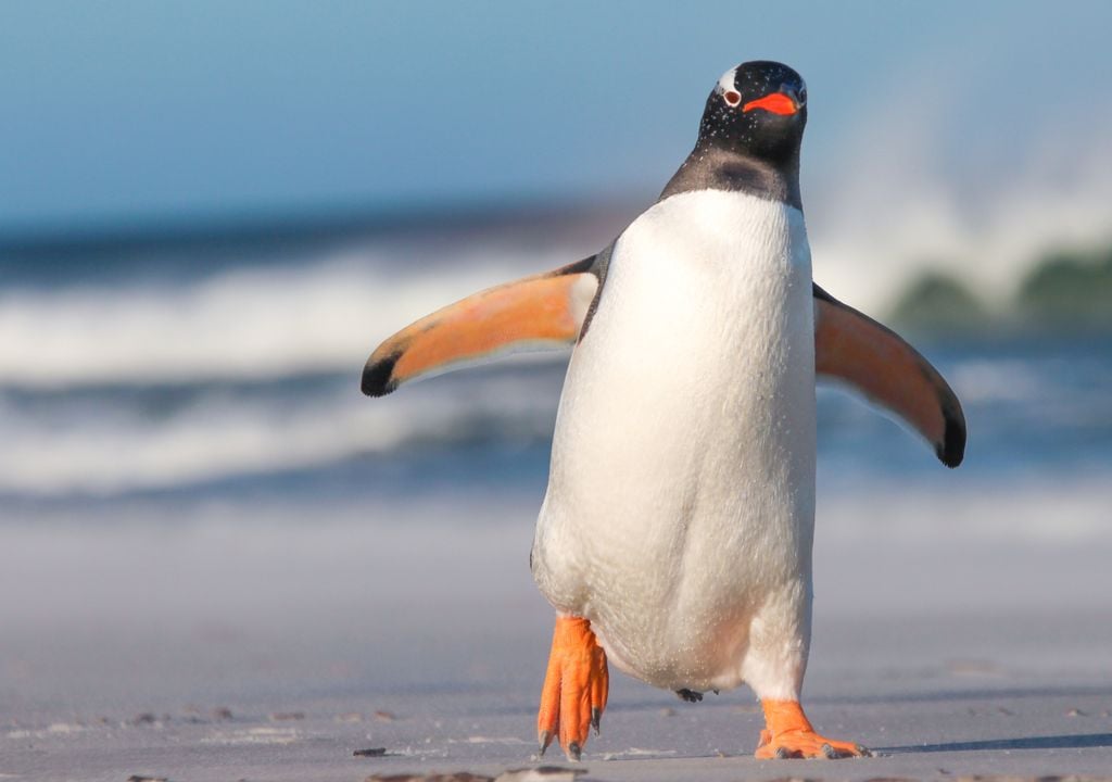 pinguim pinguim
