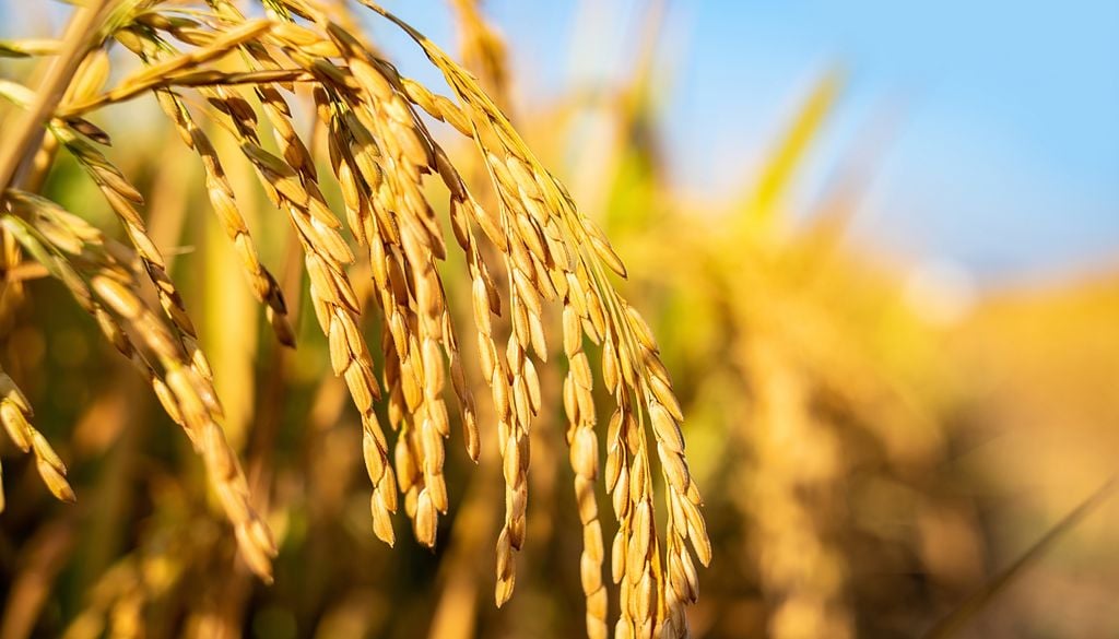 O arroz asiático atingiu seu pico histórico de temperatura nos últimos 200 anos.