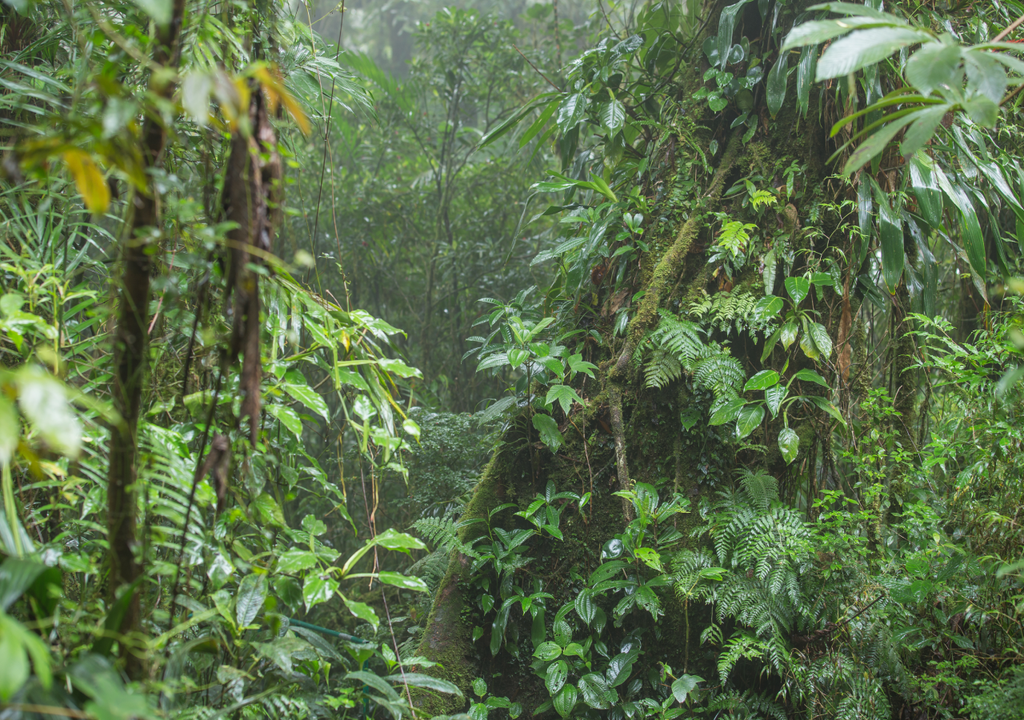 Zamia urarinorum: o fóssil vivo da Amazónia que conviveu com os dinossauros e hoje desafia o tempo em solos inundados.