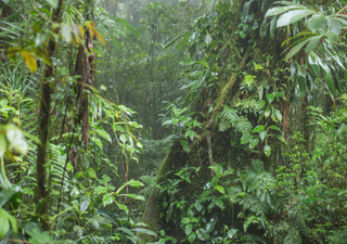 El f&oacute;sil viviente de la Amazonia: descubren una planta que sobrevivi&oacute; a la era de los dinosaurios