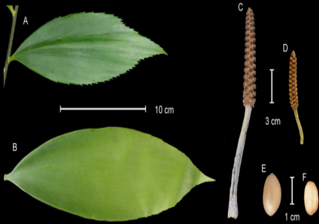 Comparação das características morfológicas de Zamia multidentata e Z. urarinorum. A. Folheto mediano de Z. multidentata, lado adaxial, B. Folheto mediano de Z. urarinorum, lado adaxial, C. Pólen strobilus de Z. multidentata, D. Pollen strobilus de Z. urarinorum, E. Sclerotesta de semente de Z. multidentata, F. Sclerotesta da semente de Z. urarinorum. Fonte: Calonje, M., Zárate-Gómez, R., Jones, M.A., Segalla, R., Brañas, M.M., Pizango, C.G.H. & Alcázar, F.R. (2026) Zamia urarinorum (Cycadales, Zamiaceae), a new cycad species from wetland forests of Loreto, Peru. Phytotaxa 741 (1): 1–17.