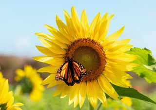 O girassol: a flor da felicidade no mês de maio