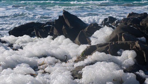 O impacto devastador da flora&ccedil;&atilde;o de algas na Austr&aacute;lia meridional