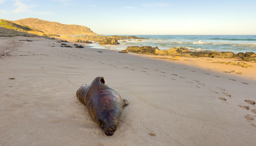 Esta algas podem afetar toda a cadeia trófica, desde pequenos bivalves e moluscos até predadores de topo, como focas, golfinhos e tubarões-brancos.