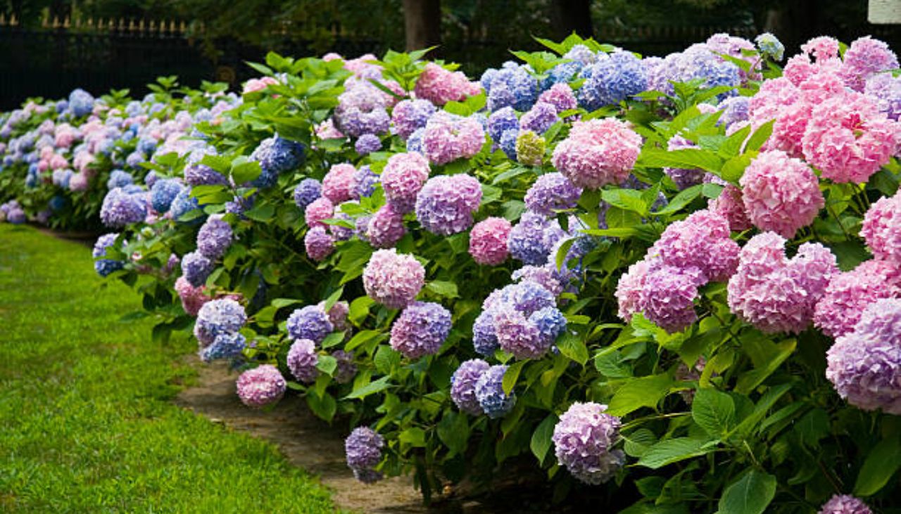 As hortênsias (Hydrangea macrophylla) fornecem volume em áreas com menos sol direto.