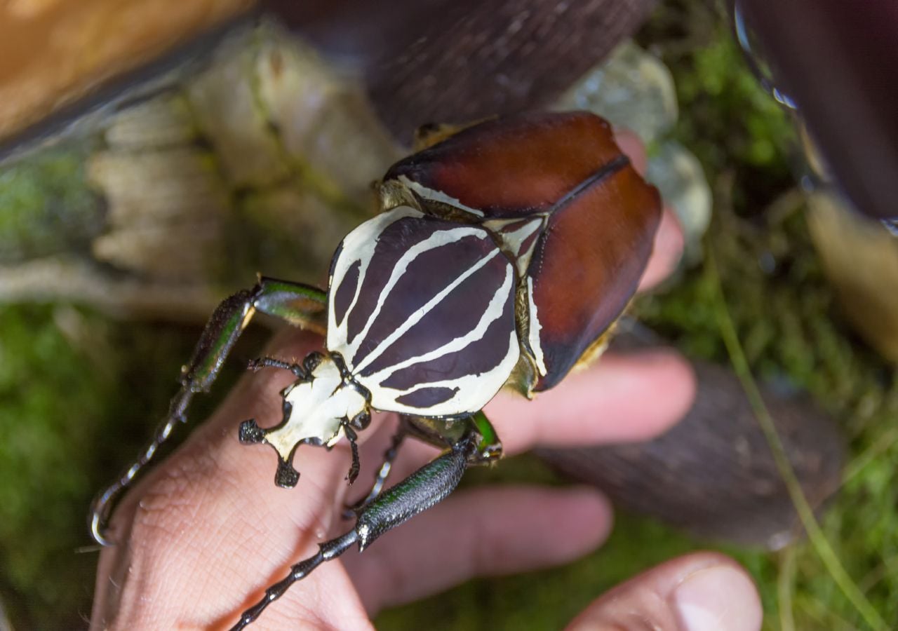 O escaravelho Golias (do género Goliathus) é considerado um dos maiores insetos do mundo, podendo ser encontrado nas florestas equatoriais do continente africano.