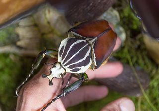 O maior escaravelho do mundo está em risco de extinção: a ciência já identificou os culpados