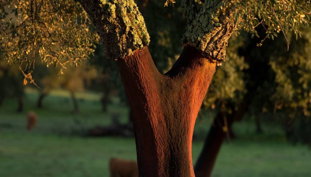 Sobreiro A inteligência artificial e a automação têm cada vez mais utilizações, nomeadamente na floresta e, em particular, no montado, ajudando a transformar profundamente o setor florestal.