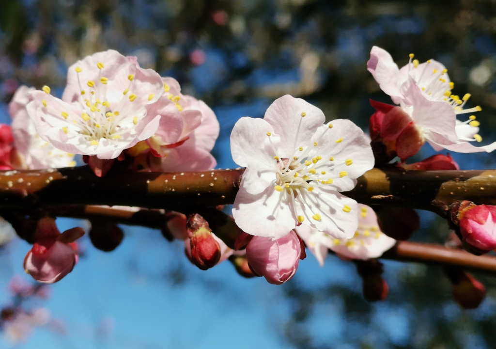 As amendoeiras em flor são a "neve transmontana", cobrindo as encostas com um manto branco que encanta os visitantes.