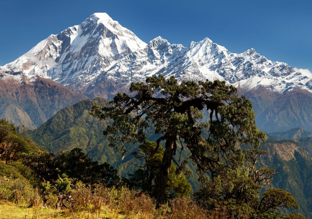 Nepal bosques