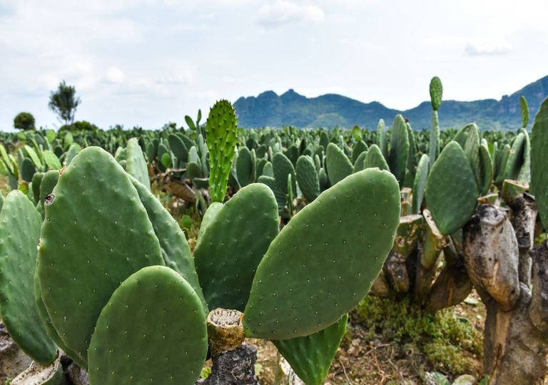 nopal; cacto; nopal; cacto;