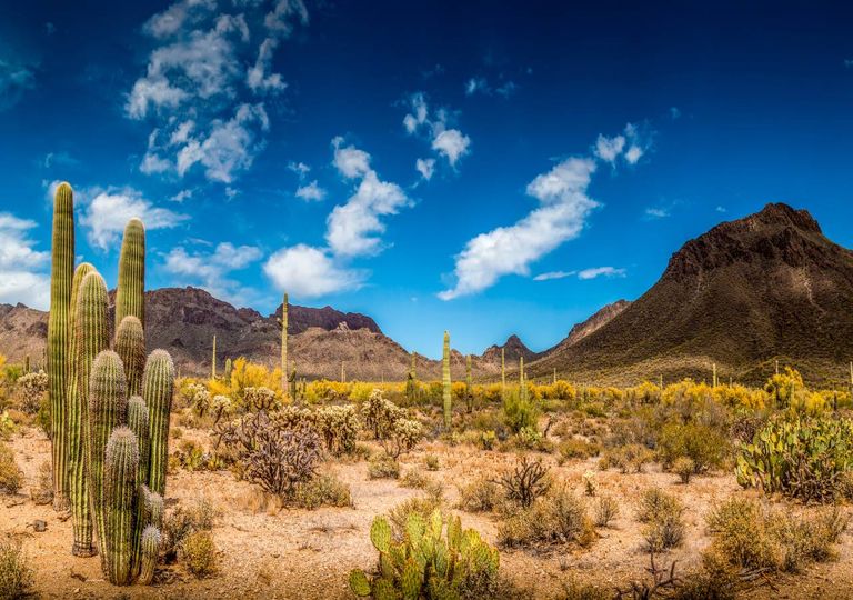 Cactos; Cactos;