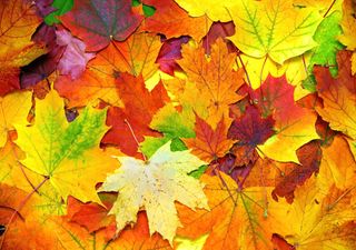 O outono chegou! Porque as folhas das árvores mudam de cor?