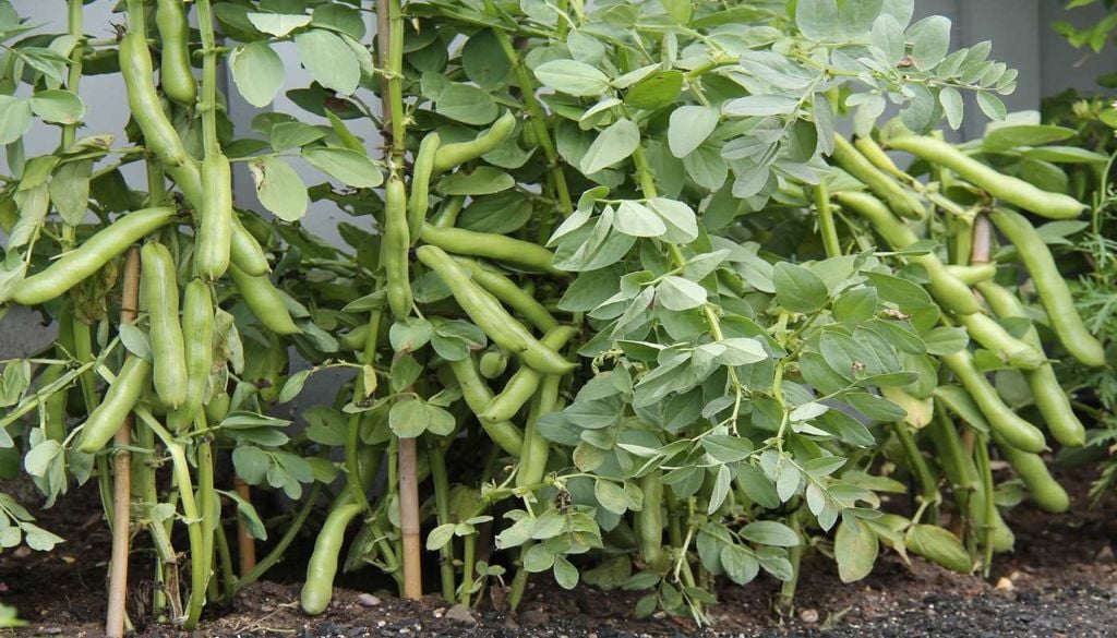 Com flores delicadas e características vagens, a fava desenvolve-se durante os meses mais frescos antes de chegar à época de colheita.
