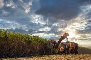 El 'petróleo verde' del Brasil: cómo la caña de azúcar puede substituir el material en varios sectores