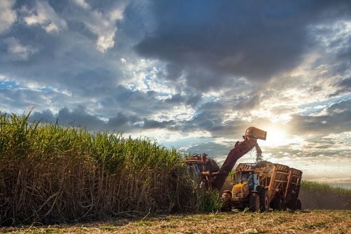 El 'petróleo verde' del Brasil: cómo la caña de azúcar puede substituir el material en varios sectores