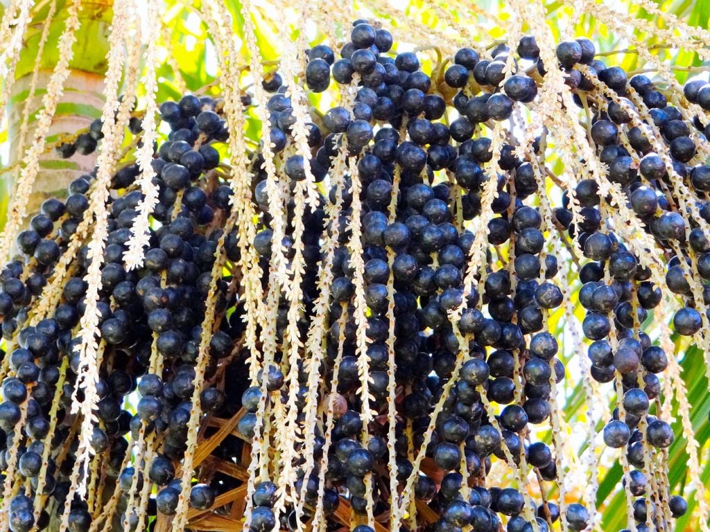 Amazonas, Brasil, açaí, frutos, mel