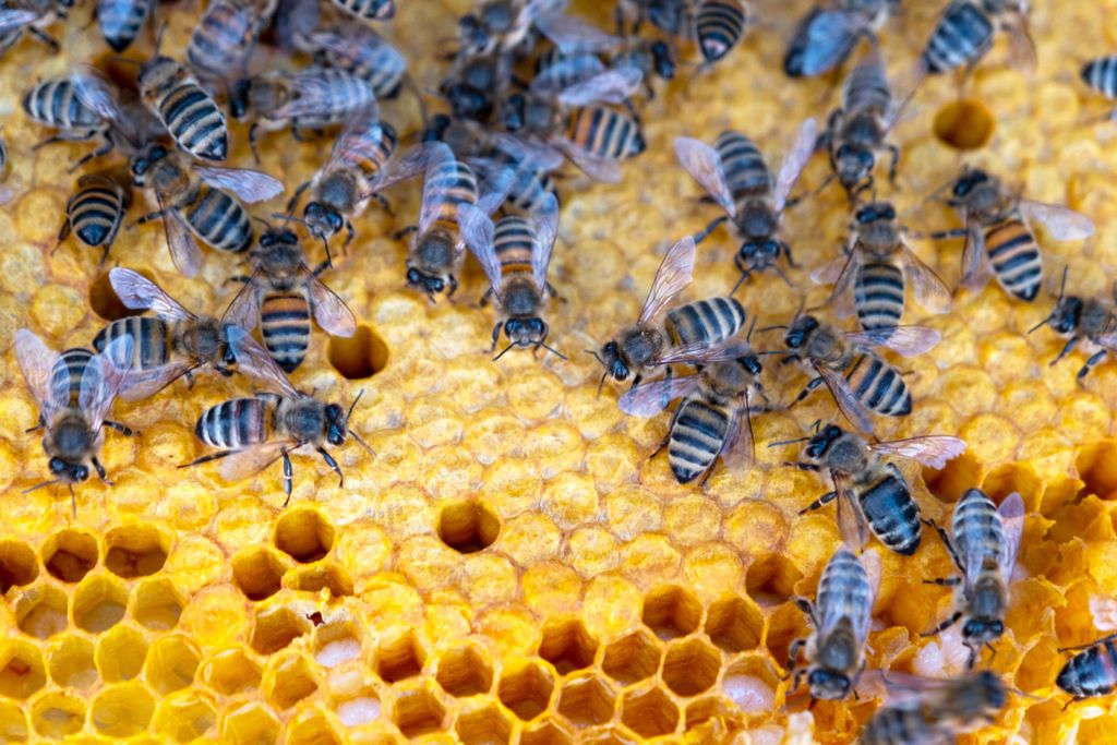 abejas en una colmena de miel