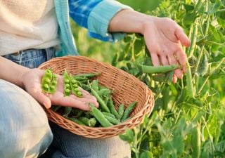Il potere del pisello: piccolo nelle dimensioni, grande nei benefici