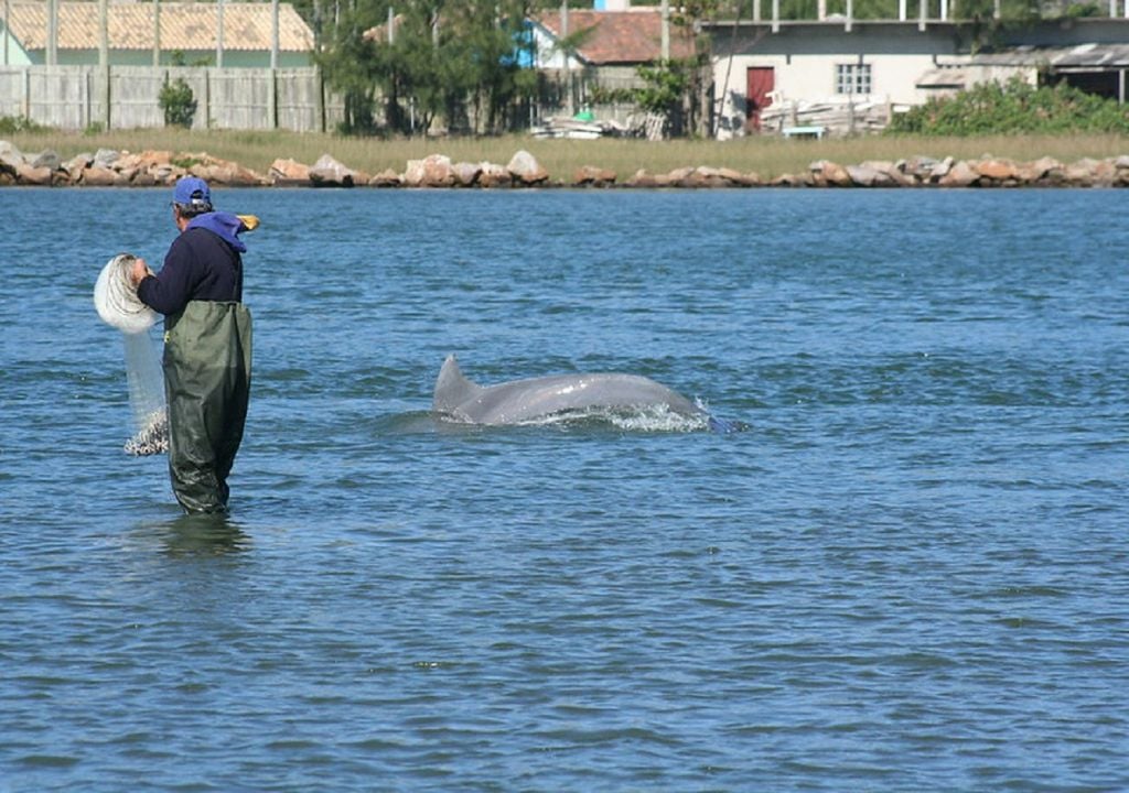 Golfinhos e pescadores de Laguna, Brasil