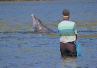 O que acontece quando golfinhos e humanos pescam juntos? O caso único de Laguna mostra que todos ficam a ganhar