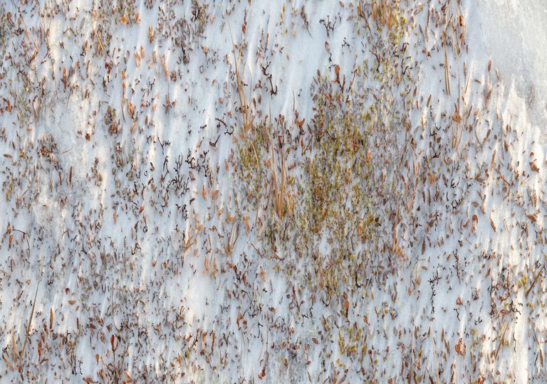 Une grande quantité de carbone peut être retirée de l'atmosphère grâce à la végétation qui pousse potentiellement dans le pergélisol. Une grande quantité de carbone peut être retirée de l'atmosphère grâce à la végétation qui pousse potentiellement dans le pergélisol.