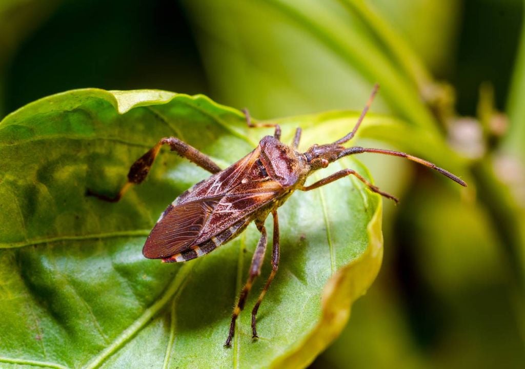 leptoglossus occidentalis