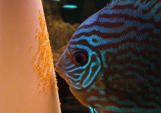 O que é que os peixes sentem quando estão sozinhos? O impacto do isolamento no seu bem-estar em aquários