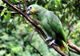 O que está causando a morte das árvores da Amazônia?