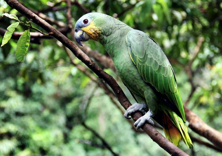 O que está causando a morte das árvores da Amazônia? O que está causando a morte das árvores da Amazônia?