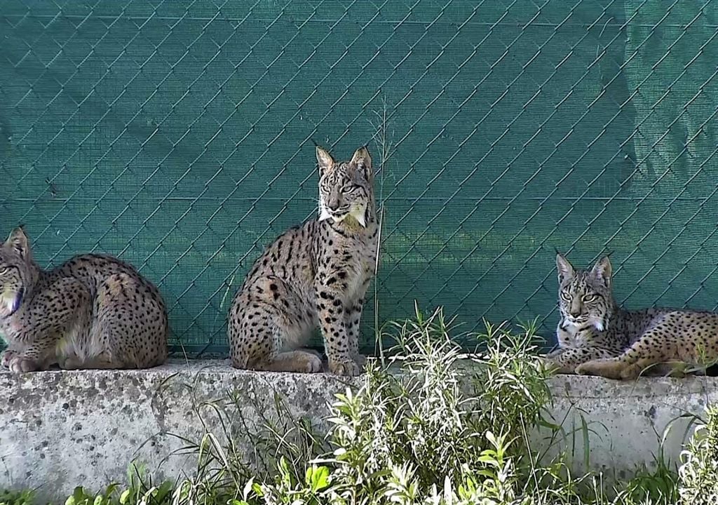 Centro Nacional de Reprodução do Lince Ibérico, em Silves