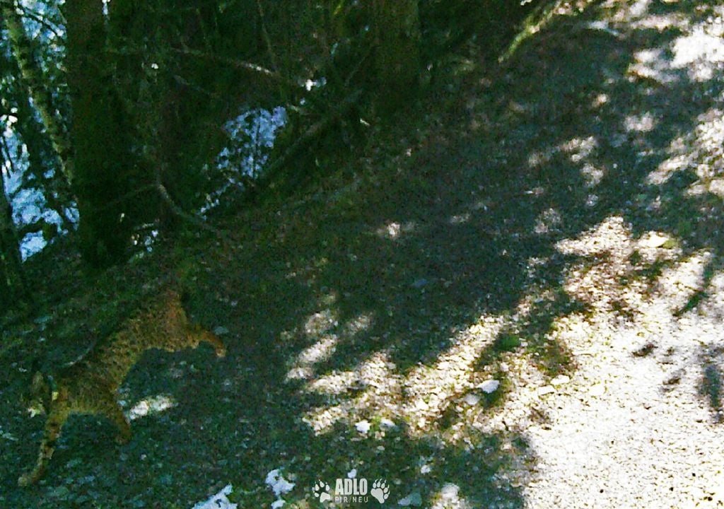 : Imagem do lince captada pelas câmaras da Associação pela Defesa do Lobo e do Urso nos Pirenéus : Imagem do lince captada pelas câmaras da Associação pela Defesa do Lobo e do Urso nos Pirenéus