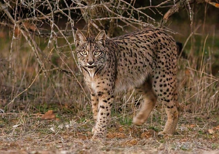 O que faz um lince ibérico de Silves nos Pirenéus espanhóis?
