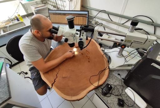 O que os an&eacute;is das &aacute;rvores revelam sobre as mudan&ccedil;as clim&aacute;ticas na Amaz&ocirc;nia