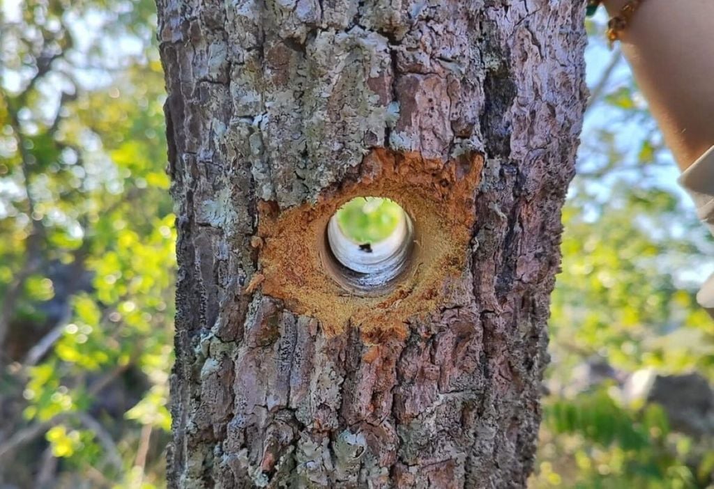 Perobinha (Aspidosperma rizzoanum) com amostra retirada para pesquisa de dendrocronologia. Crédito: Peter Groenendyk.