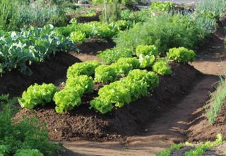 O que plantar em março em cada região do Brasil? Confira os principais cultivos