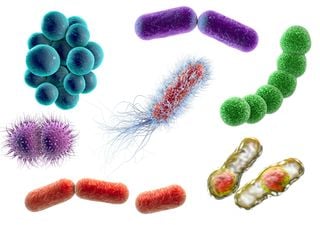 O que são as bactérias espelho? Os cientistas alertam acerca dos seus perigos para a vida humana e para os ecossistemas