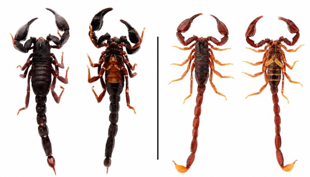 Imagem das duas espécies descobertas na Amazônia brasileira: Brotheas cernii à esquerda e Cayooca puchus à direita. Crédito: Lira et al. (2026).