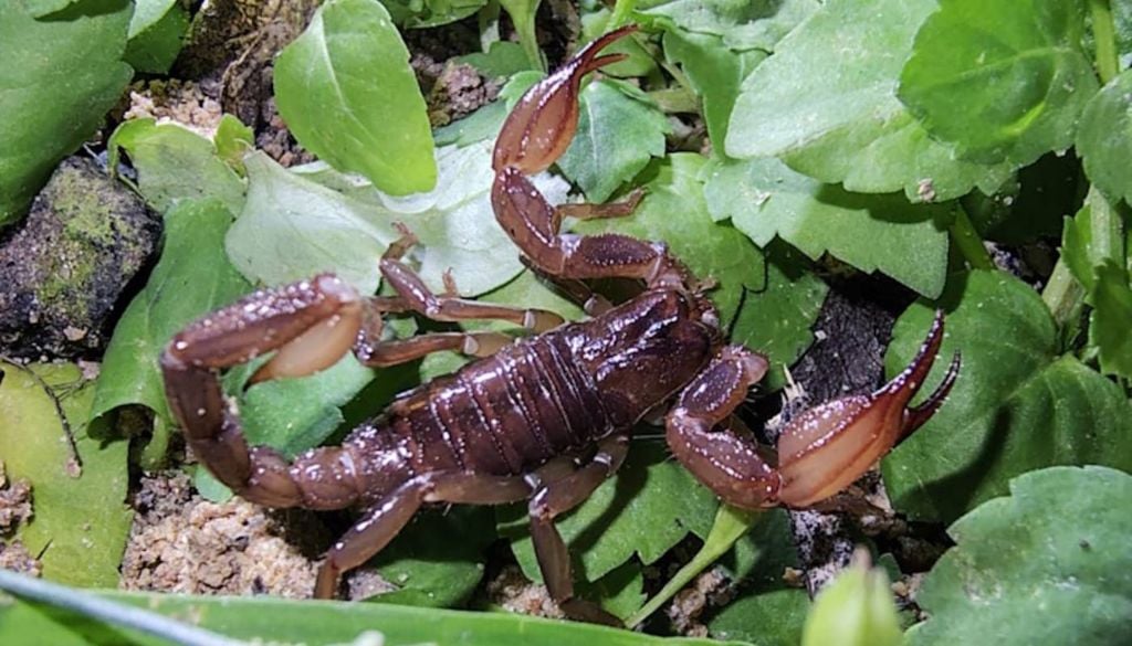 Uma das espécies de escorpiões descobertas na região amazônica. Crédito: Equipe do Projeto AT-Biota-FAPESP.