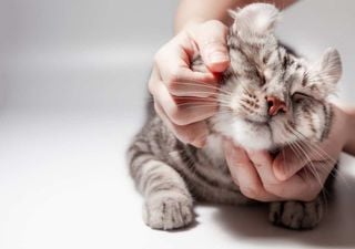O que ter um gato faz ao seu cérebro: o surpreendente poder da “hormona do amor”