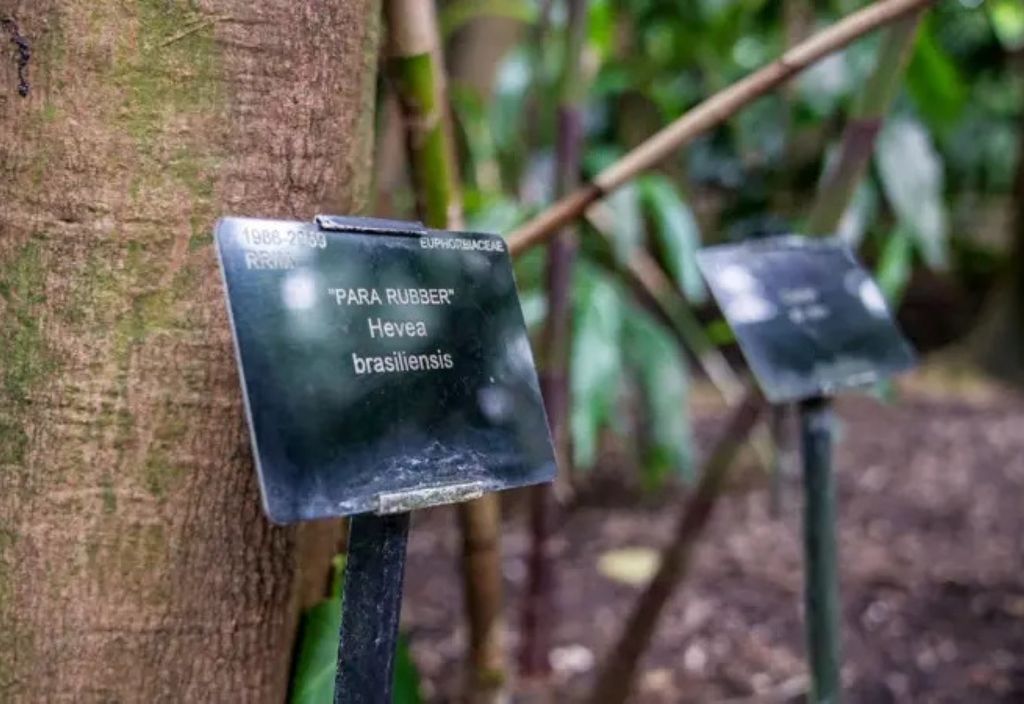 Hoje, ainda há uma seringueira plantada no Kew Gardens, em Londres. Crédito: João da Mata/BBC