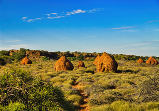 O "Santo Graal" Australiano: rangers indígenas encontram a maior população mundial do Papagaio-Noturno