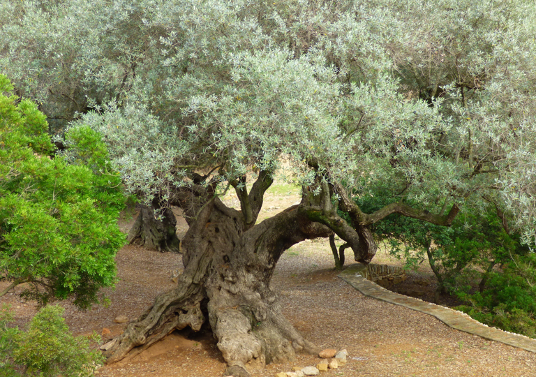 En este peque&ntilde;o pueblo del noreste de Espa&ntilde;a se concentra el mayor n&uacute;mero de olivos milenarios del planeta