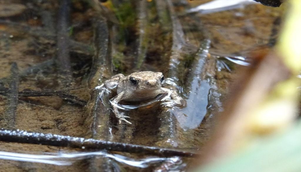 Sapo-comum da Serra de Sintra Para perceber como a alimentação influencia a resposta do sapo-comum ao aquecimento, os investigadores criaram girinos recolhidos na Serra de Sintra sob diferentes condições de temperatura e regimes alimentares. Foto: Sara Bento/ CE3C
