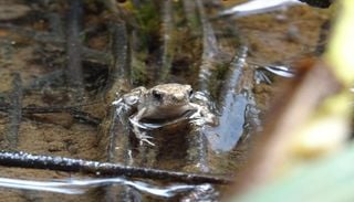 O sapo-comum est&aacute; a adaptar-se ao calor, mas a ci&ecirc;ncia descobriu um limite decisivo