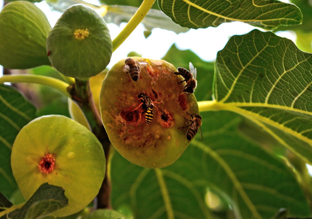 Ubestemt sofistikeret nominelt Discover the secret hidden within figs